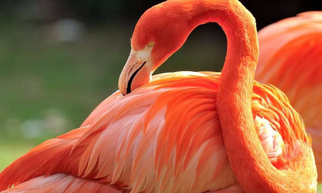 Im Zoo sind die Dinos los! Tageskarte Kölner Zoo & Aquarium