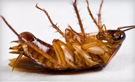Exterior and Interior Pest Treatments from Stop Bugging Me Pest Control. Two Options Available. - Primary Image
