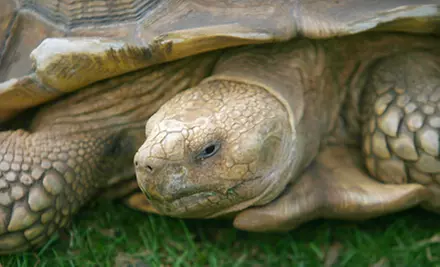 Museum Outing for Two or Four or One-Year Family Membership to Sandoway House Nature Center  - Primary Image