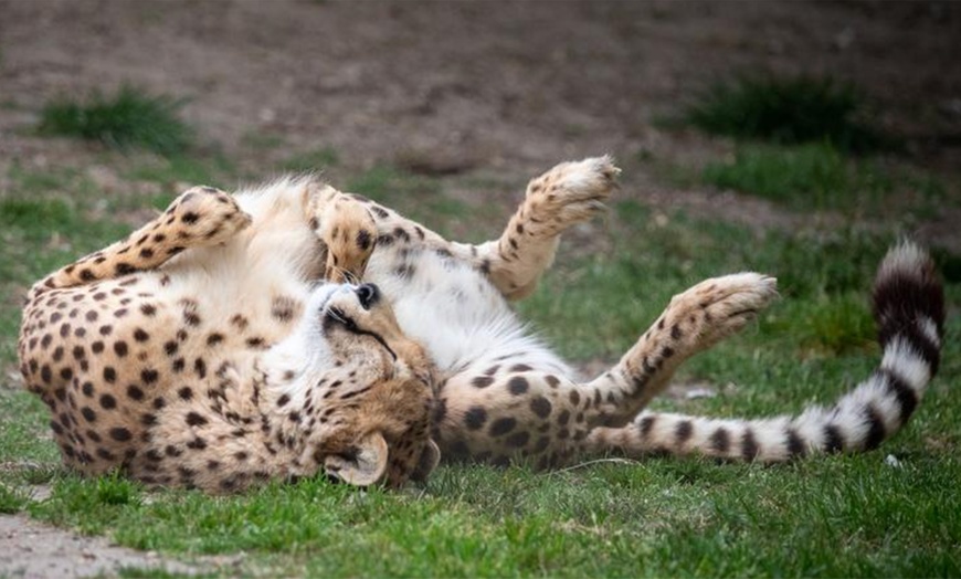 Image 3: Tageskarte - Allwetterzoo ʕ•ᴥ•ʔ