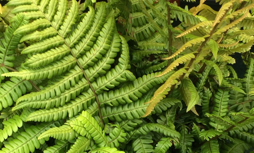 Image 3: Alpine Wood Fern Plant