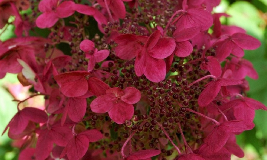 Image 4: Two XL Hydrangea Wim's Red Plants