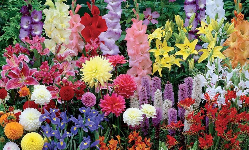 Collection De Massif D'été Fleuri De 90 Ou 135 Bulbes Willemse France ...