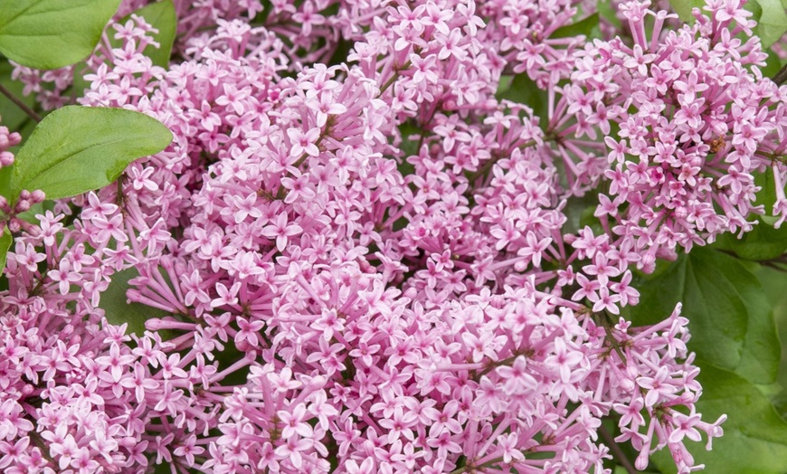 Image 5: Three Syringa Bloomerang Plants