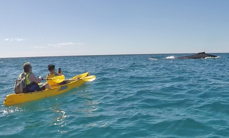 Image 28: Dolphin-View Kayak Tour or Private Day Tour to Double Island Point