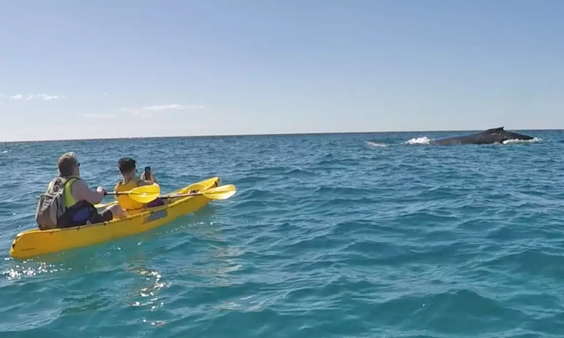 Dolphin-View Kayak Tour or Private Day Tour to Double Island Point