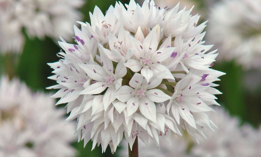 Image 4: Mixed Allium Collection - 105 or 210 Bulbs