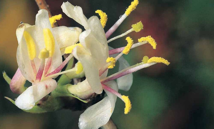 Image 3: Jasmine and Honeysuckle Plants