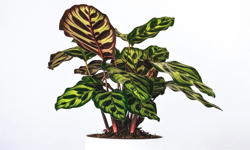 Image 8: Planta Calathea