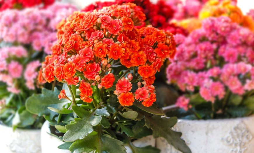 Image 1: Kalanchoë Garden Plants