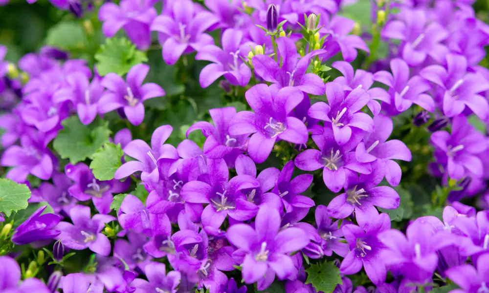 Lot de 3 ou 6 plante de campanule 'Intens Purple' - Primary Image