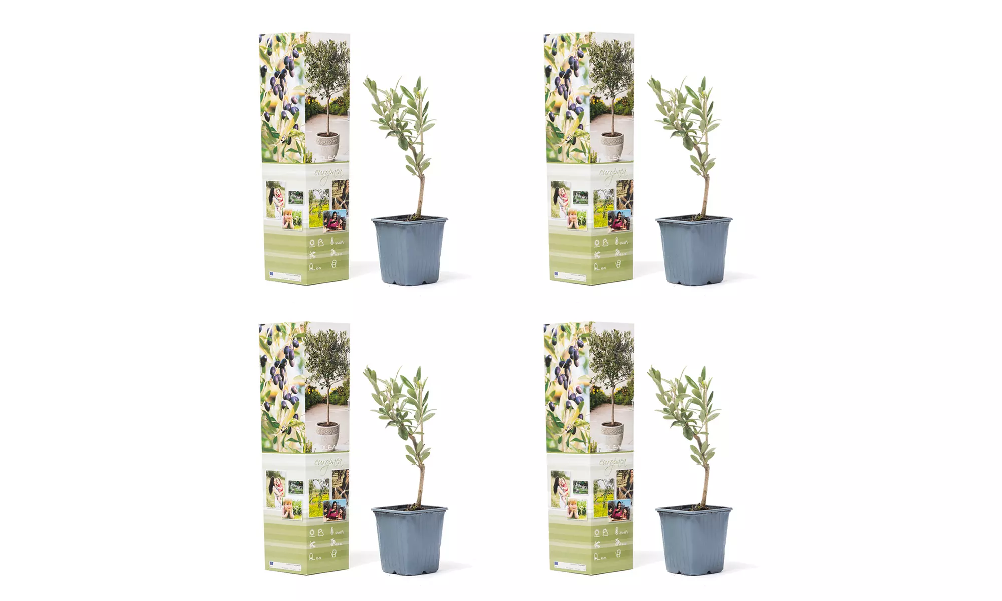 Bis zu 8x Olivenbäume