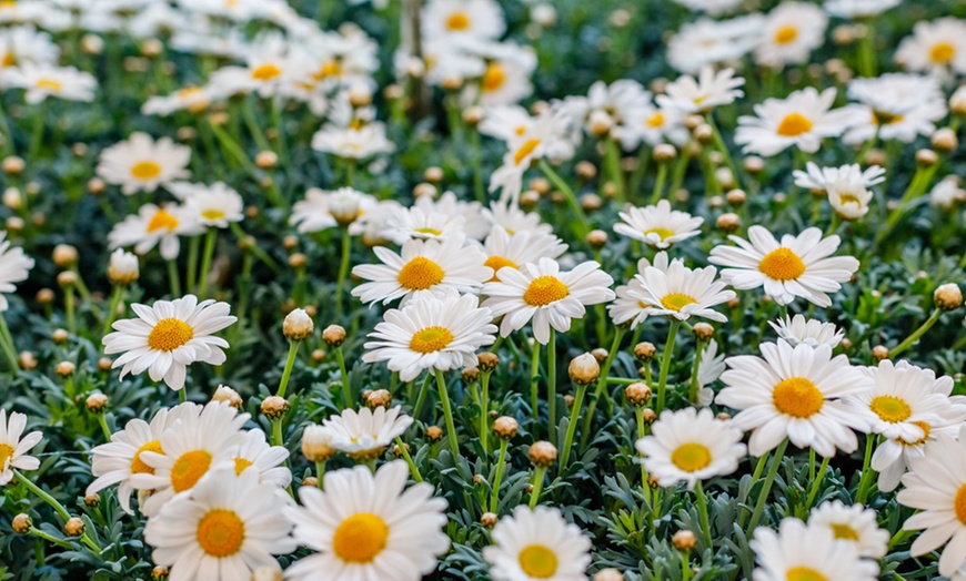 Image 3: Pink Lemonade Argyranthemum Aramis Collection - 3, 9 or 15 Plants