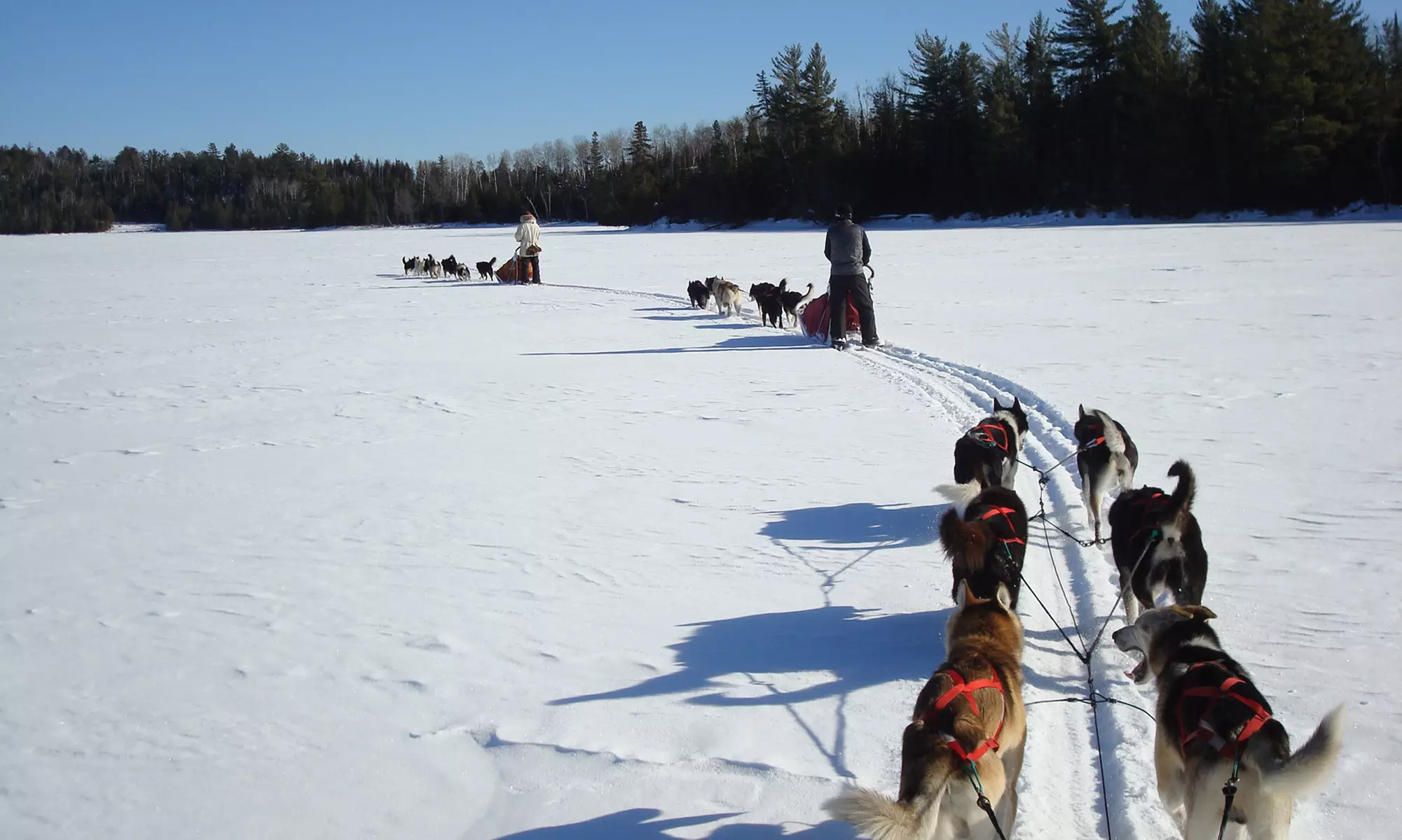 Single-Day Dogsledding Trip at White Wilderness Sled Dog Adventures from March 7 to March 20 (Up to 30% Off) - Primary Image