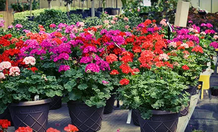 Plants and Garden Supplies or Landscaping Services from Bloom Nursery (Up to 63% Off)  - Primary Image