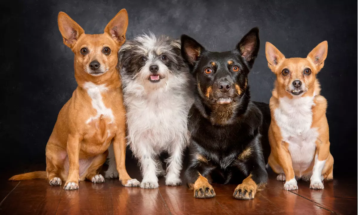 1-Hour Dog Photoshoot with Prints