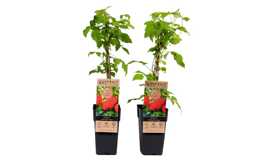 Image 3: Jusqu'à 4 packs de plantes fruitières