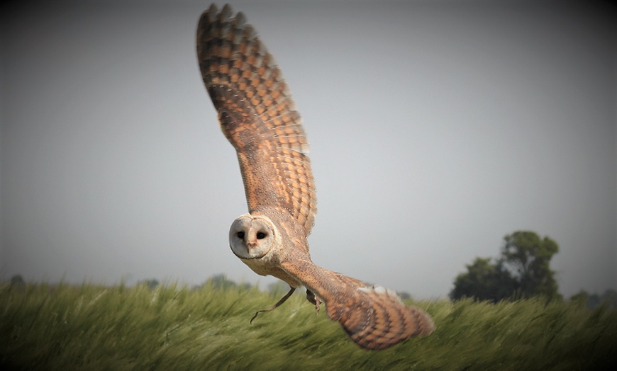 Image 8: Birds of Prey or Owl Encounter Experience at CJ's Birds of Prey