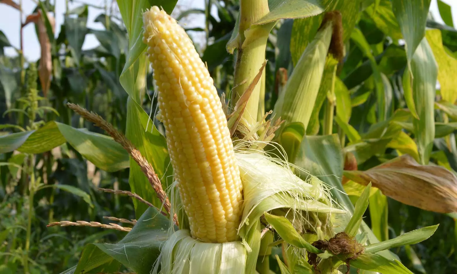 Up to 32% Off Corn Maze Package at Rosedale Farms: