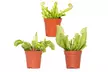 Set van 3 verschillende vleesetende planten - Image 2