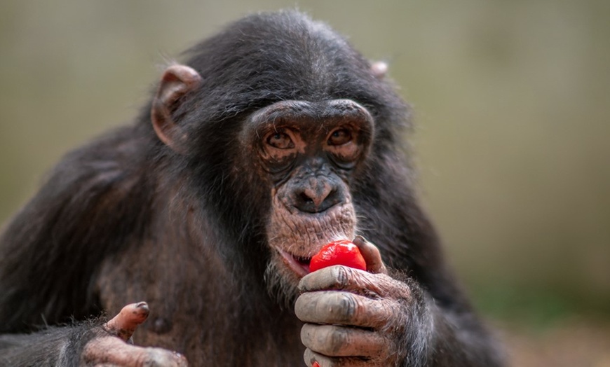 Image 1: Tageskarte Tierpark Leintalzoo