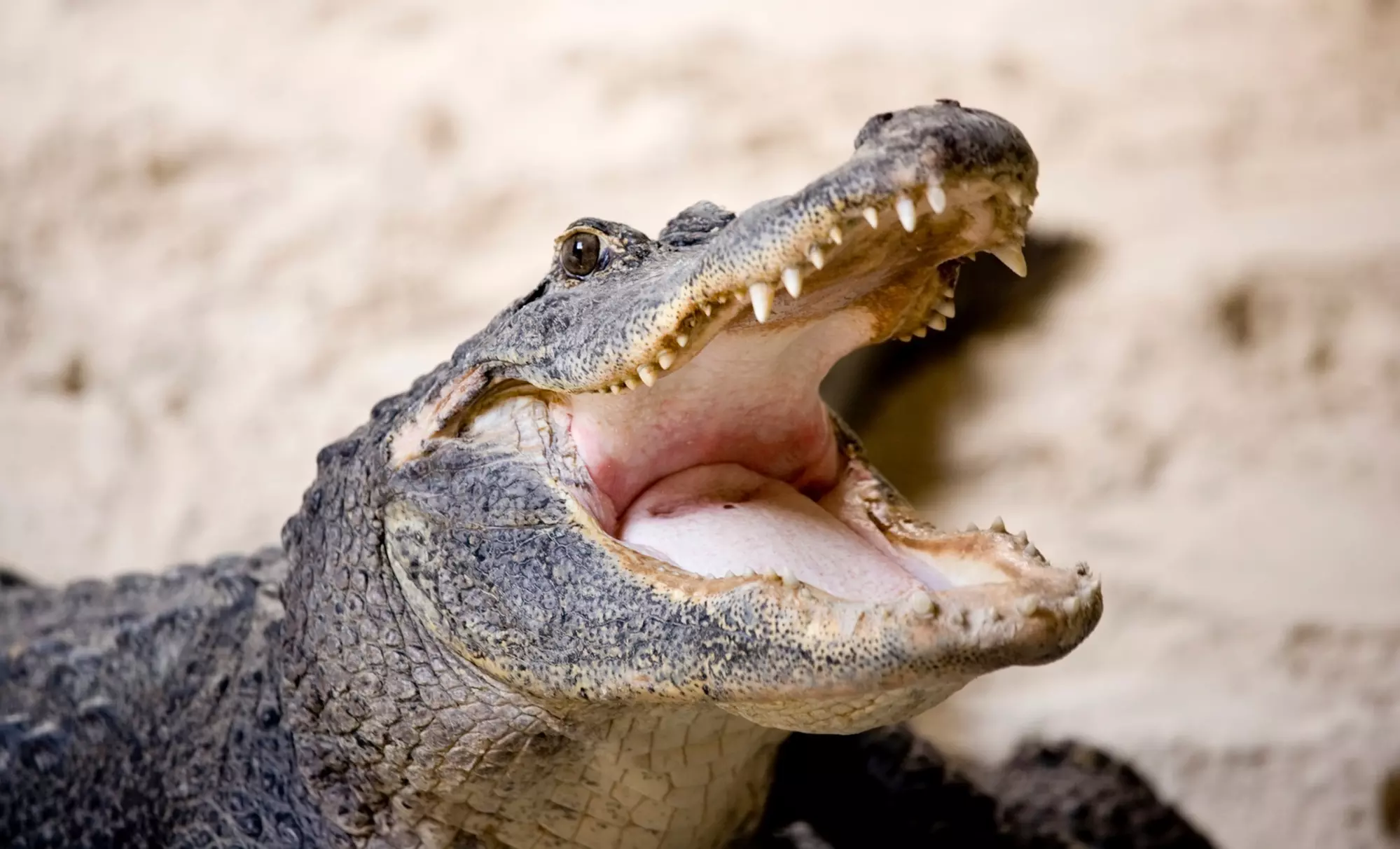 Up to 30% Off on Zoo / Animal Park at Kliebert & Sons Gator Tours - Primary Image
