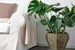 1 ou 2 plants de Monstera 'Deliciosa' 60-70 cm, livrés en pot - Second Medium