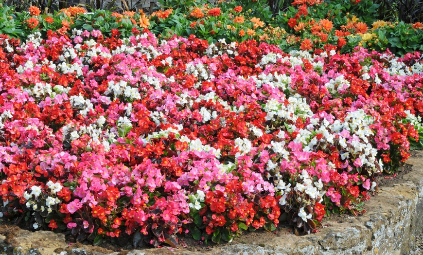 Image 4: 36 or 72 Plants of Begonia Organdy Mixed