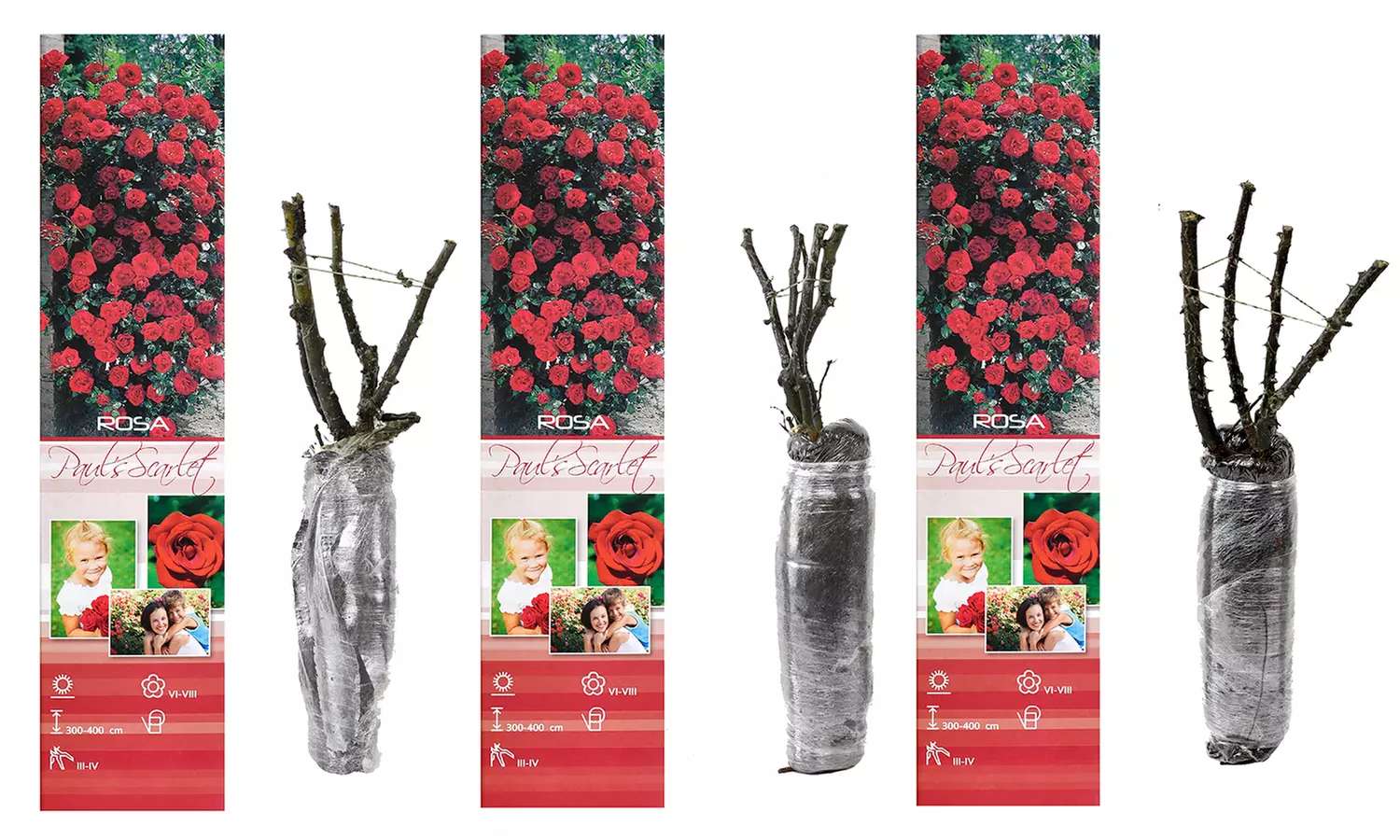 3er- oder 4er-Set Kletterrosen