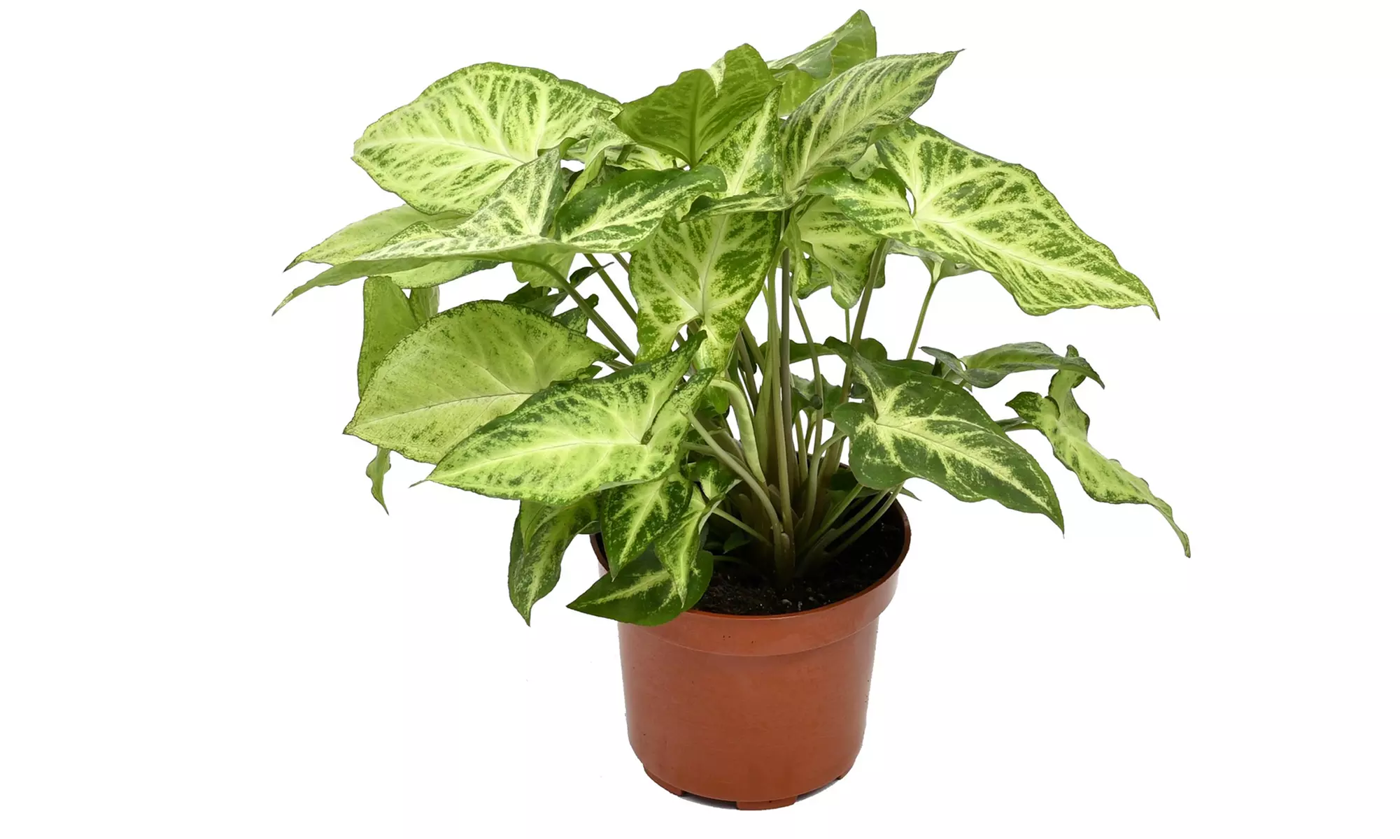 Set van 5 luchtzuiverende kamerplanten