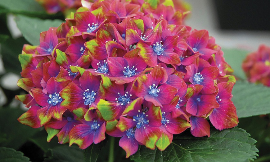 Image 2: Hydrangea Macrophylla Glam Rock