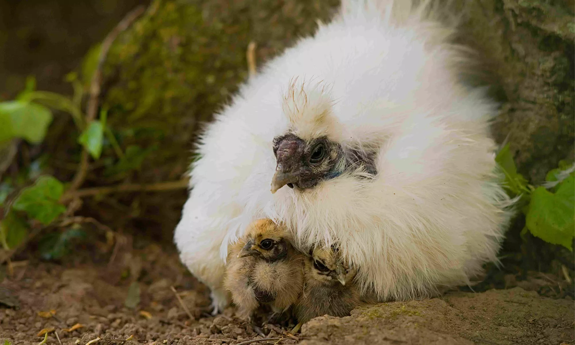 Erlebe Schimpansen hautnah: Tageskarte für 2 Personen im Tierpark Leintalzoo - Primary Image