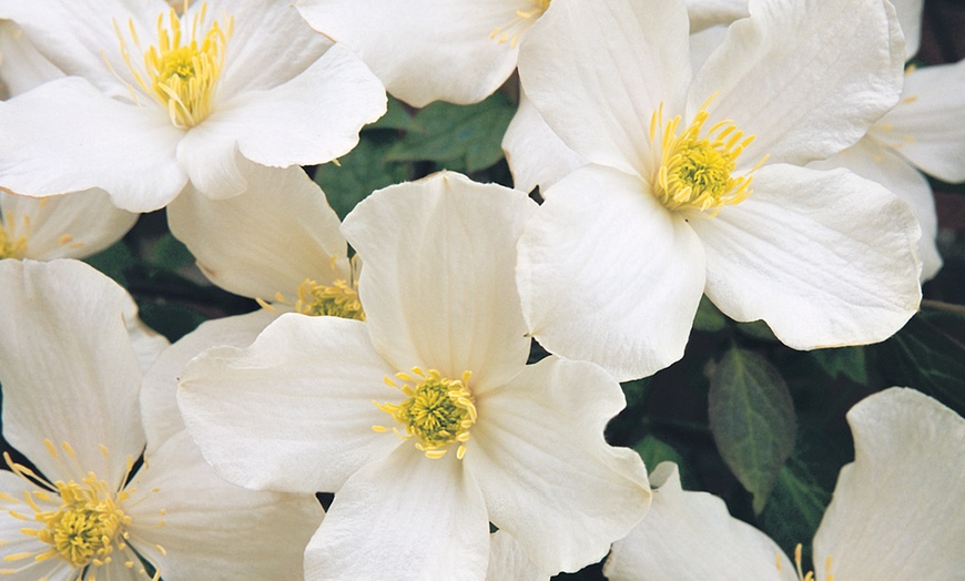 Image 2: Clematis Scented Mix