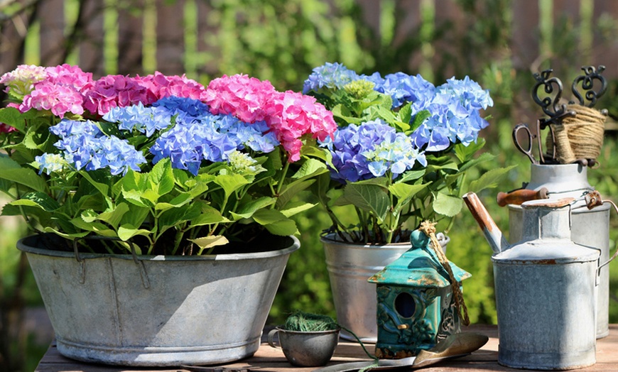 Image 6: Hydrangea Plants - Up to 4 Potted Plants