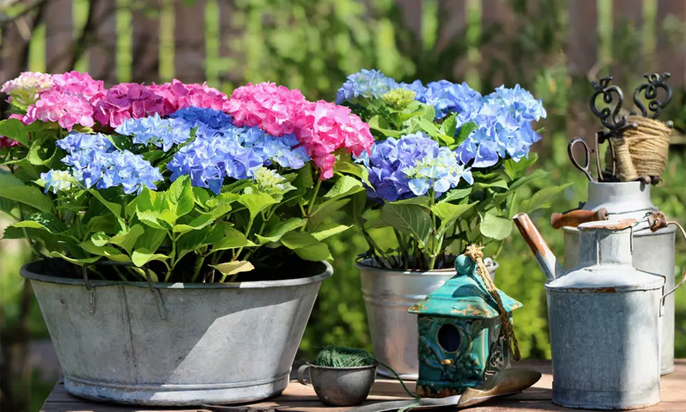 Hydrangea Plants - Up to 4 Potted Plants