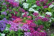 15 or 30 Phlox Pop Stars Plug Plants - Image 4