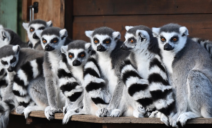 Image 9: Level up As A Wildlife Nerd at Dudley Zoo and Castle Entry