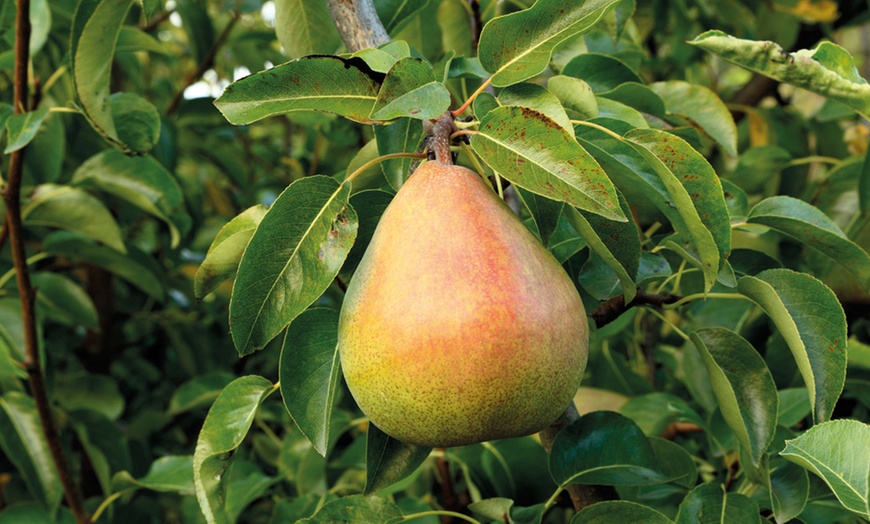 Image 11: Mini Fruit Tree Collection