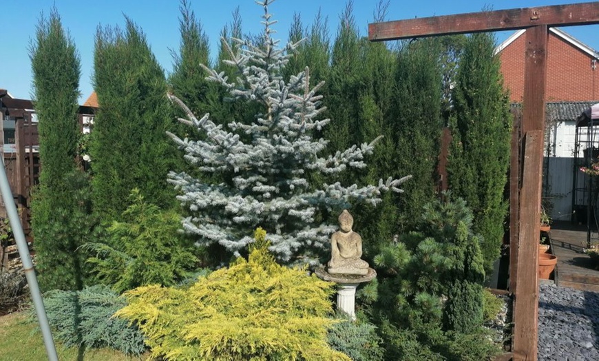 Image 3: Italian Cypress Hardy Tree Potted Plants