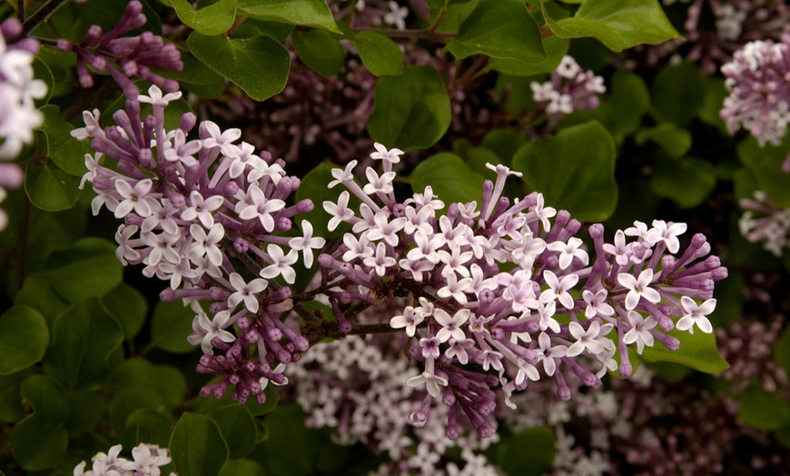 Image 2: Hardy Fragrant Lilac Standard 3L