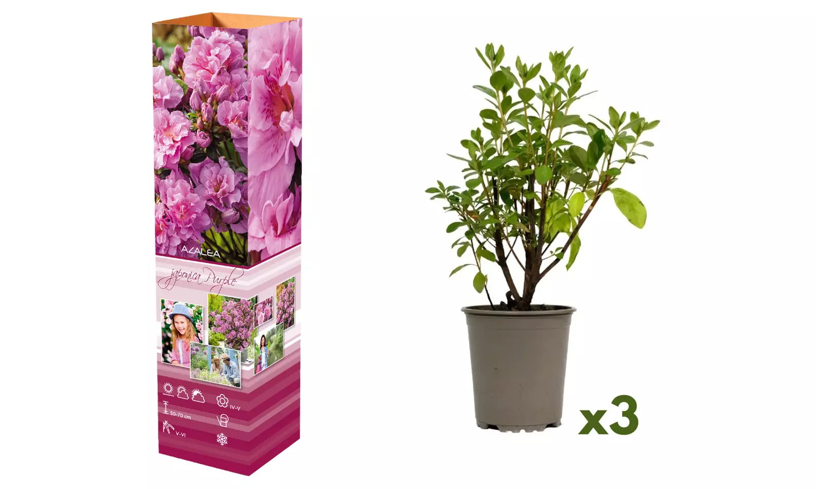 3, 4 o 8 piante di Azalea