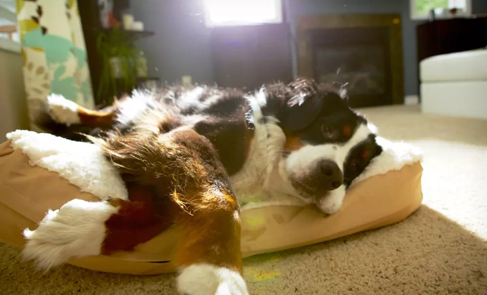 FurHaven NAP Orthopedic or Memory-Foam Pet Beds (Up to 60% Off). Multiple Colors Available. Free Shipping and Returns. - Primary Image