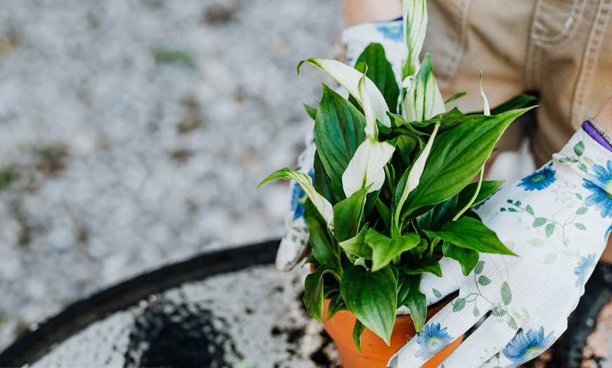 Image 10: Conjunto de 5 plantas purificadoras de aire