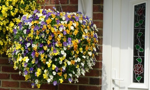 Two Pre-Planted Viola Hanging Baskets