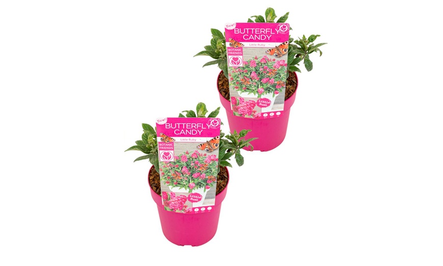 Image 5: 2 arbustos de las mariposas enanos, entregados en maceta