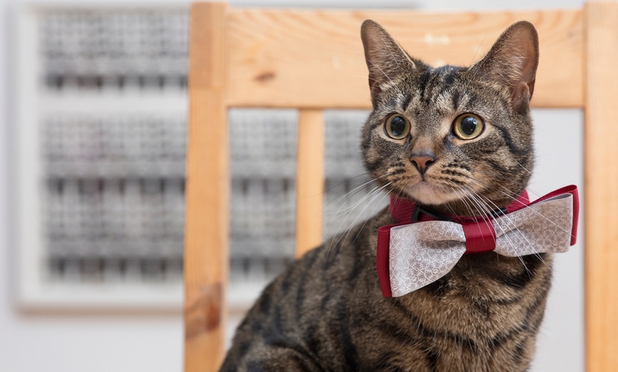 Image 2: Festive Collection Pet Bow Tie 