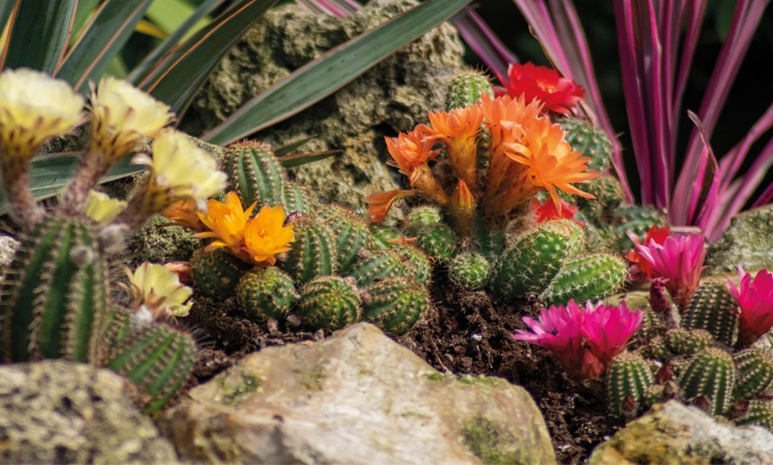 Image 2: Up to Three Hardy Garden Cactus Plants