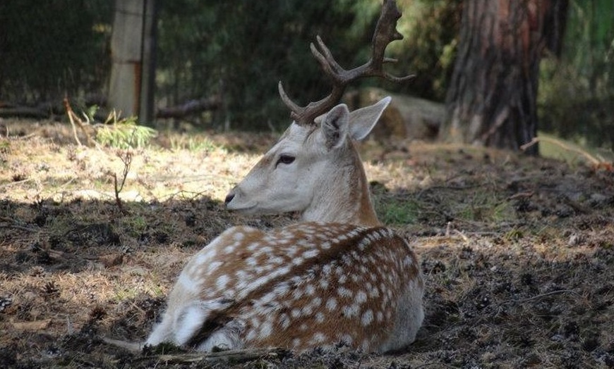 Image 8: Entdecke Wildtiere hautnah: Eintritt Wildpark Johannismühle