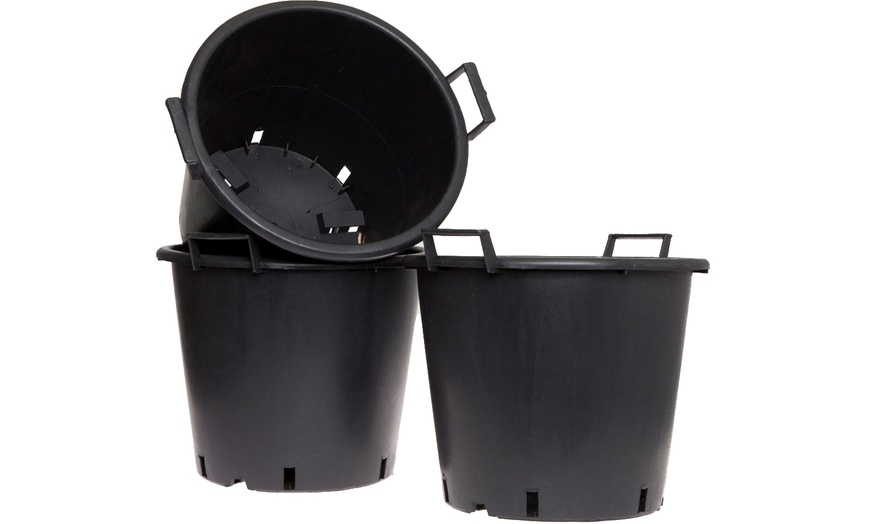 Image 3: YouGarden Three Packs of Potato Growing Selection 