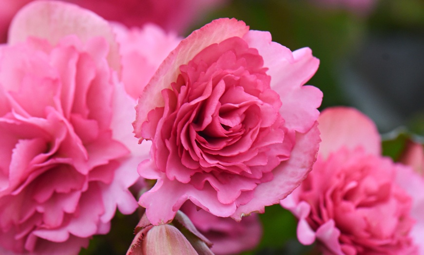 Image 2: Begonia Elatior 'Frivola Pink' - 3 or 6 Plants